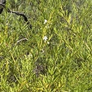 Prostanthera nivea var. nivea at Fadden, ACT - 2 Oct 2021