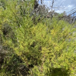 Prostanthera nivea var. nivea at Fadden, ACT - 2 Oct 2021