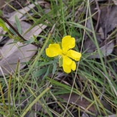 Hibbertia obtusifolia (Grey Guinea-flower) at Talmalmo, NSW - 2 Oct 2021 by Darcy