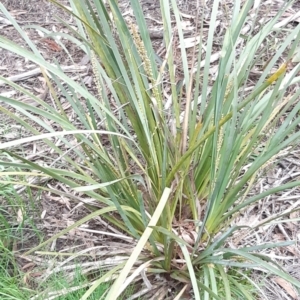 Lomandra longifolia at Bruce, ACT - 2 Oct 2021