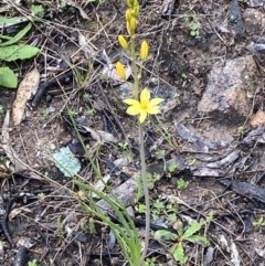 Bulbine bulbosa at Fadden, ACT - 2 Oct 2021 11:07 AM