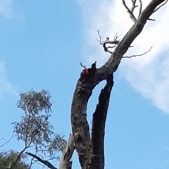 Callocephalon fimbriatum at Bruce, ACT - suppressed