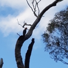 Callocephalon fimbriatum at Bruce, ACT - suppressed