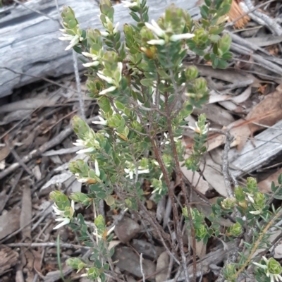 Brachyloma daphnoides (Daphne Heath) at Bruce Ridge to Gossan Hill - 2 Oct 2021 by alell