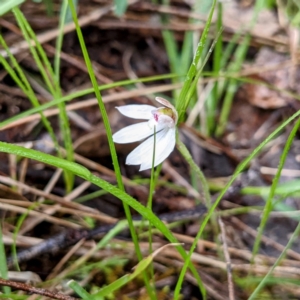 Caladenia fuscata at Kambah, ACT - 2 Oct 2021