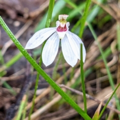 Caladenia fuscata at Kambah, ACT - 2 Oct 2021