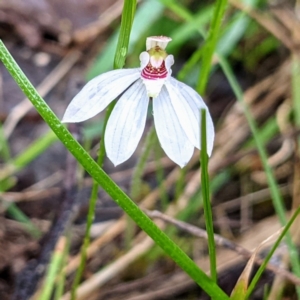 Caladenia fuscata at Kambah, ACT - 2 Oct 2021