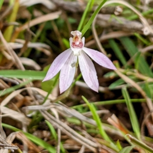 Caladenia fuscata at Kambah, ACT - 2 Oct 2021