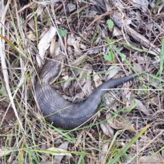 Tiliqua scincoides scincoides (Eastern Blue-tongue) at Albury, NSW - 2 Oct 2021 by ClaireSee