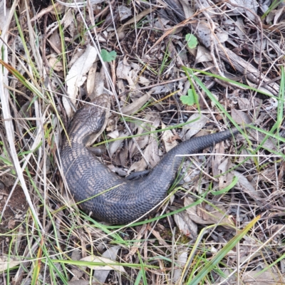 Tiliqua scincoides scincoides (Eastern Blue-tongue) at Albury, NSW - 2 Oct 2021 by ClaireSee