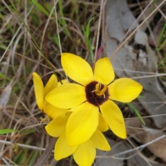 Ixia maculata (Spotted African Corn Lily, Yellow Ixia) at West Albury, NSW - 2 Oct 2021 by ClaireSee