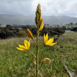 Bulbine sp. at Kambah, ACT - 2 Oct 2021