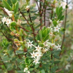 Brachyloma daphnoides (Daphne Heath) at Albury, NSW - 2 Oct 2021 by ClaireSee