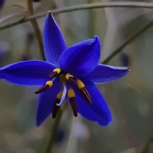 Dianella revoluta at Bruce, ACT - 1 Oct 2021