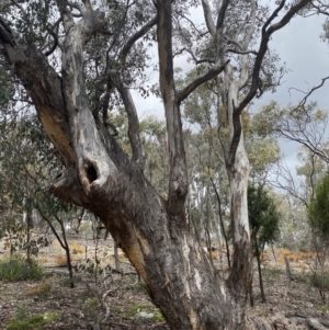 Eucalyptus melliodora at Jerrabomberra, NSW - 2 Oct 2021