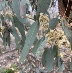 Eucalyptus melliodora at QPRC LGA - 2 Oct 2021 12:13 PM