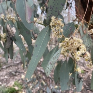 Eucalyptus melliodora at QPRC LGA - 2 Oct 2021 12:13 PM