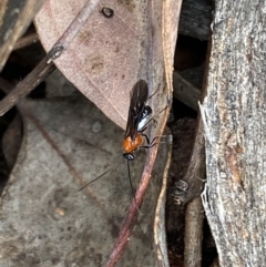 Braconidae (family) at Jerrabomberra, NSW - 2 Oct 2021 12:06 PM