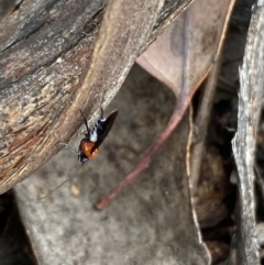 Braconidae (family) at Jerrabomberra, NSW - 2 Oct 2021