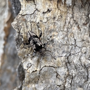 Disterna canosa at Jerrabomberra, NSW - 2 Oct 2021