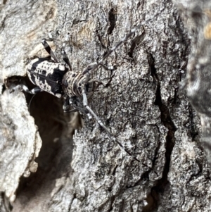 Disterna canosa at Jerrabomberra, NSW - 2 Oct 2021