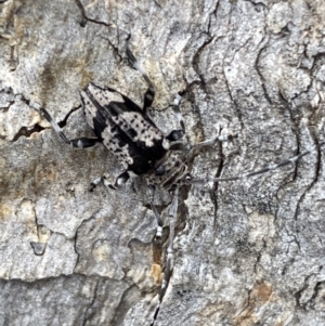 Disterna canosa at Jerrabomberra, NSW - 2 Oct 2021