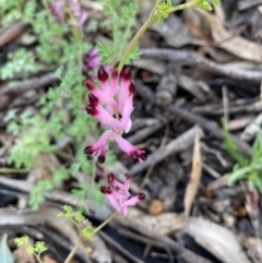 Fumaria sp. (Fumitory) at Jerrabomberra, NSW - 2 Oct 2021 by Steve_Bok