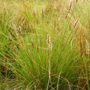 Carex appressa at Fisher, ACT - 29 Sep 2021 03:15 PM