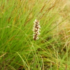 Carex appressa at Fisher, ACT - 29 Sep 2021 03:15 PM