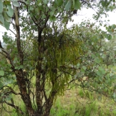 Amyema sp. (Mistletoe) at Mount Taylor - 29 Sep 2021 by MatthewFrawley