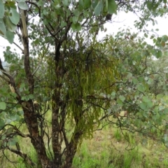 Amyema sp. (Mistletoe) at Fisher, ACT - 29 Sep 2021 by MatthewFrawley