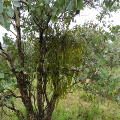 Amyema (genus) (Mistletoe) at Fisher, ACT - 29 Sep 2021 by MatthewFrawley