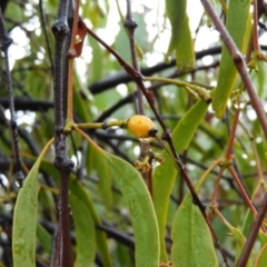 Amyema sp. at Fisher, ACT - 29 Sep 2021