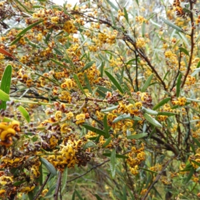 Daviesia mimosoides (Bitter Pea) at Mount Taylor - 29 Sep 2021 by MatthewFrawley