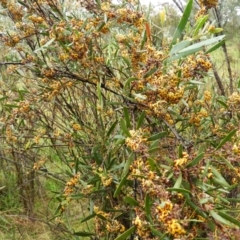 Daviesia mimosoides at Fisher, ACT - 29 Sep 2021