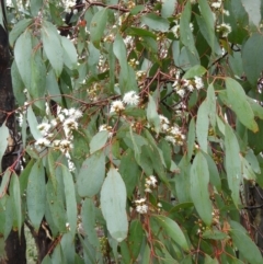 Eucalyptus dives (Broad-leaved Peppermint) at Fisher, ACT - 29 Sep 2021 by MatthewFrawley