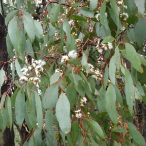 Eucalyptus dives at Fisher, ACT - 29 Sep 2021 03:31 PM