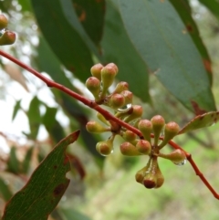 Eucalyptus dives at Fisher, ACT - 29 Sep 2021