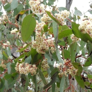 Eucalyptus polyanthemos at Fisher, ACT - 29 Sep 2021