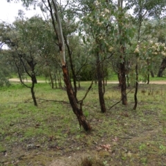 Eucalyptus polyanthemos at Fisher, ACT - 29 Sep 2021