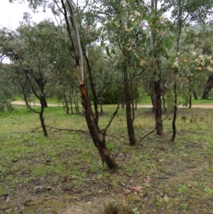 Eucalyptus polyanthemos at Fisher, ACT - 29 Sep 2021 03:33 PM