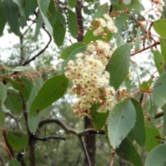 Eucalyptus polyanthemos at Fisher, ACT - 29 Sep 2021