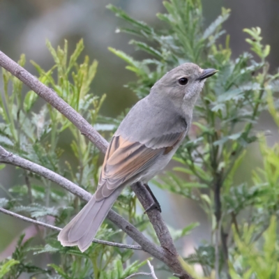 Pachycephala pectoralis (Golden Whistler) at Jacka, ACT - 1 Oct 2021 by jbromilow50