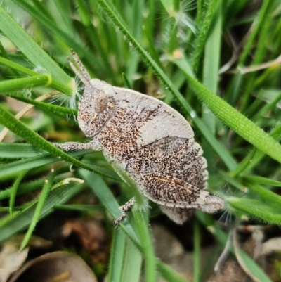 Goniaea australasiae (Gumleaf grasshopper) at Coree, ACT - 2 Oct 2021 by RobG1