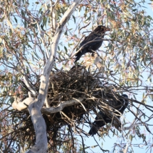 Corvus coronoides at Ainslie, ACT - 30 Sep 2021