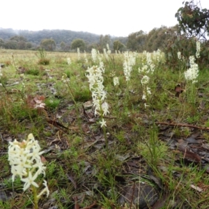 Stackhousia monogyna at Kambah, ACT - 29 Sep 2021 03:34 PM