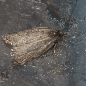 Tortricinae (subfamily) at Higgins, ACT - 2 Oct 2021