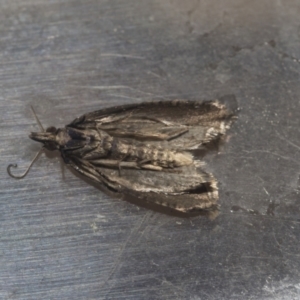 Tortricinae (subfamily) at Higgins, ACT - 2 Oct 2021