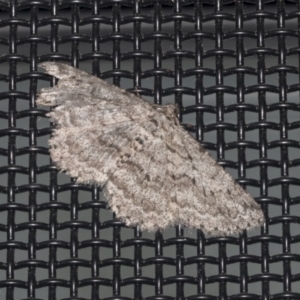 Psilosticha absorpta at Higgins, ACT - 2 Oct 2021