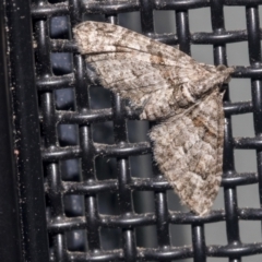 Phrissogonus laticostata (Apple looper moth) at Higgins, ACT - 2 Oct 2021 by AlisonMilton